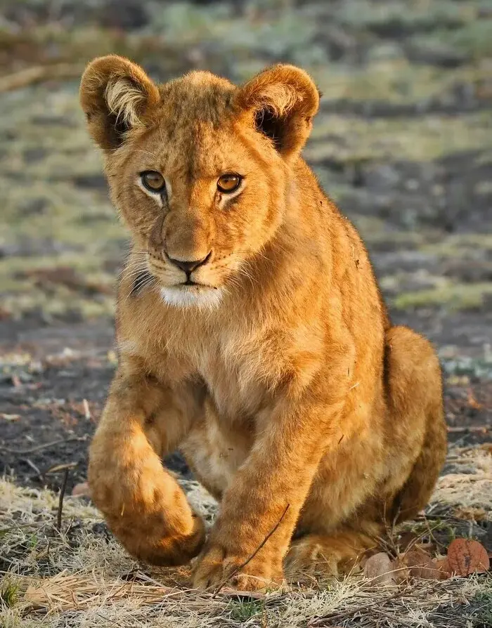 Wildlife in Kafue National Park