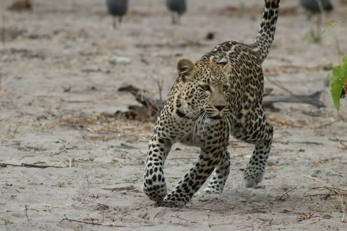 Leopard of zambia Leopard of zambia