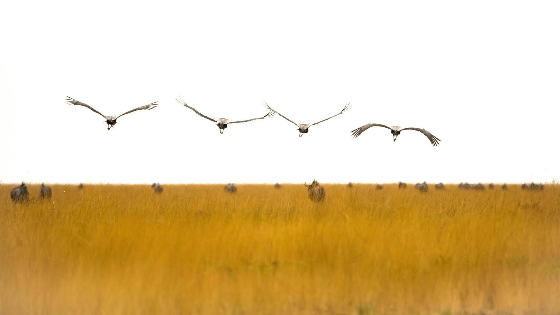 Birds of Zambia
