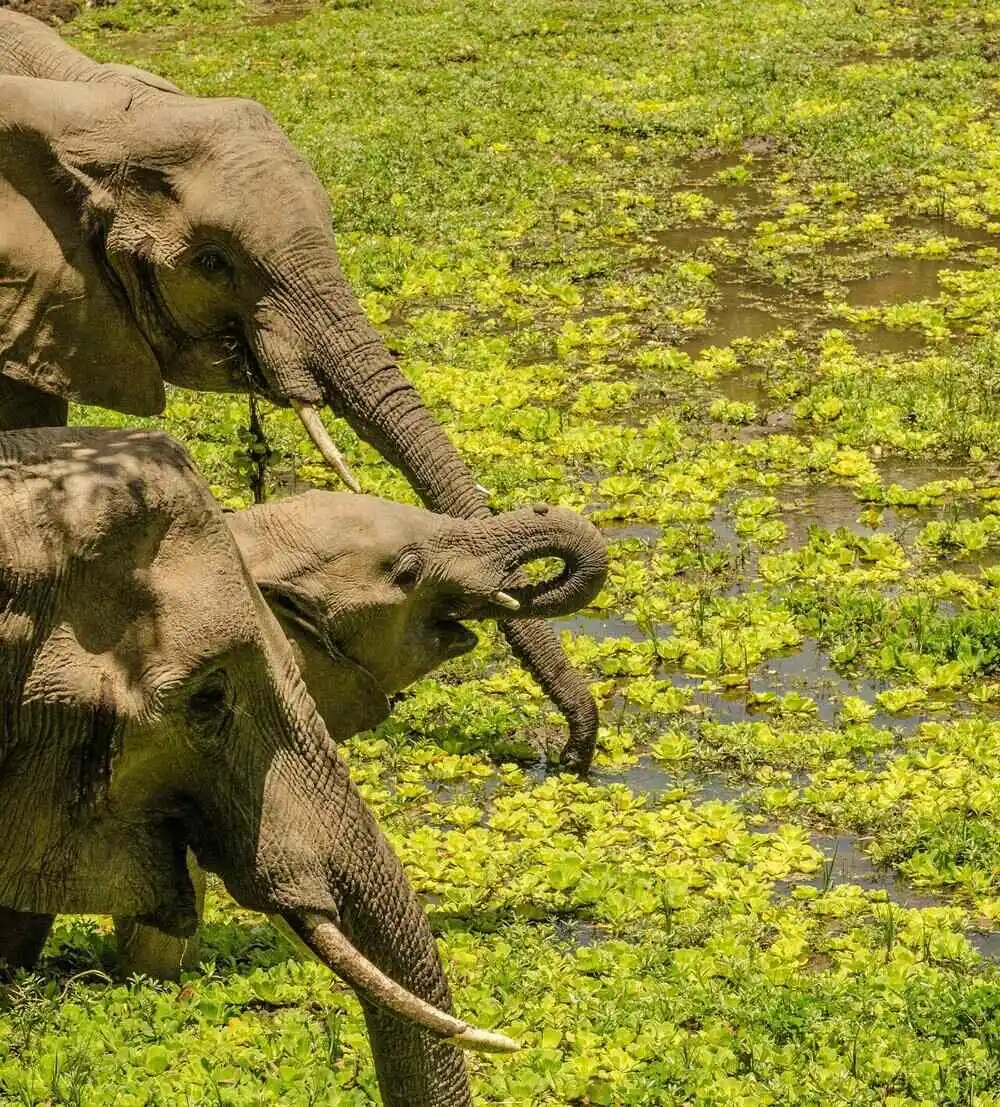 Elephant drinking water in zambia