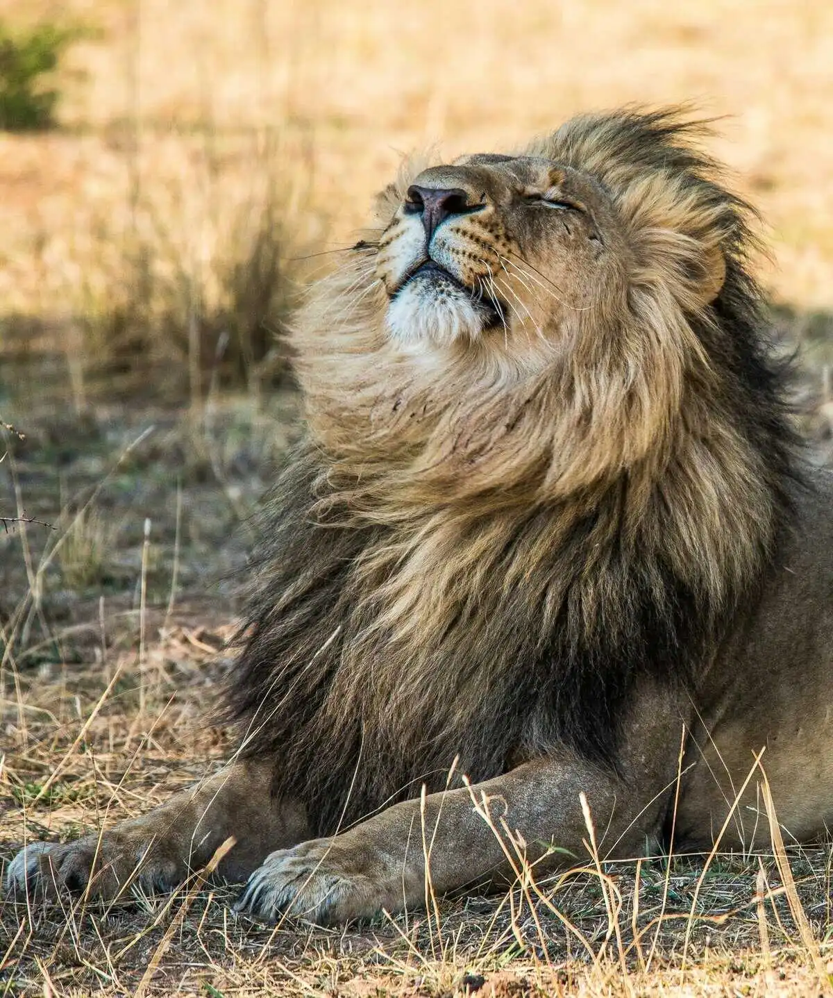 Male Lion in Zambia Male Lion in Zambia