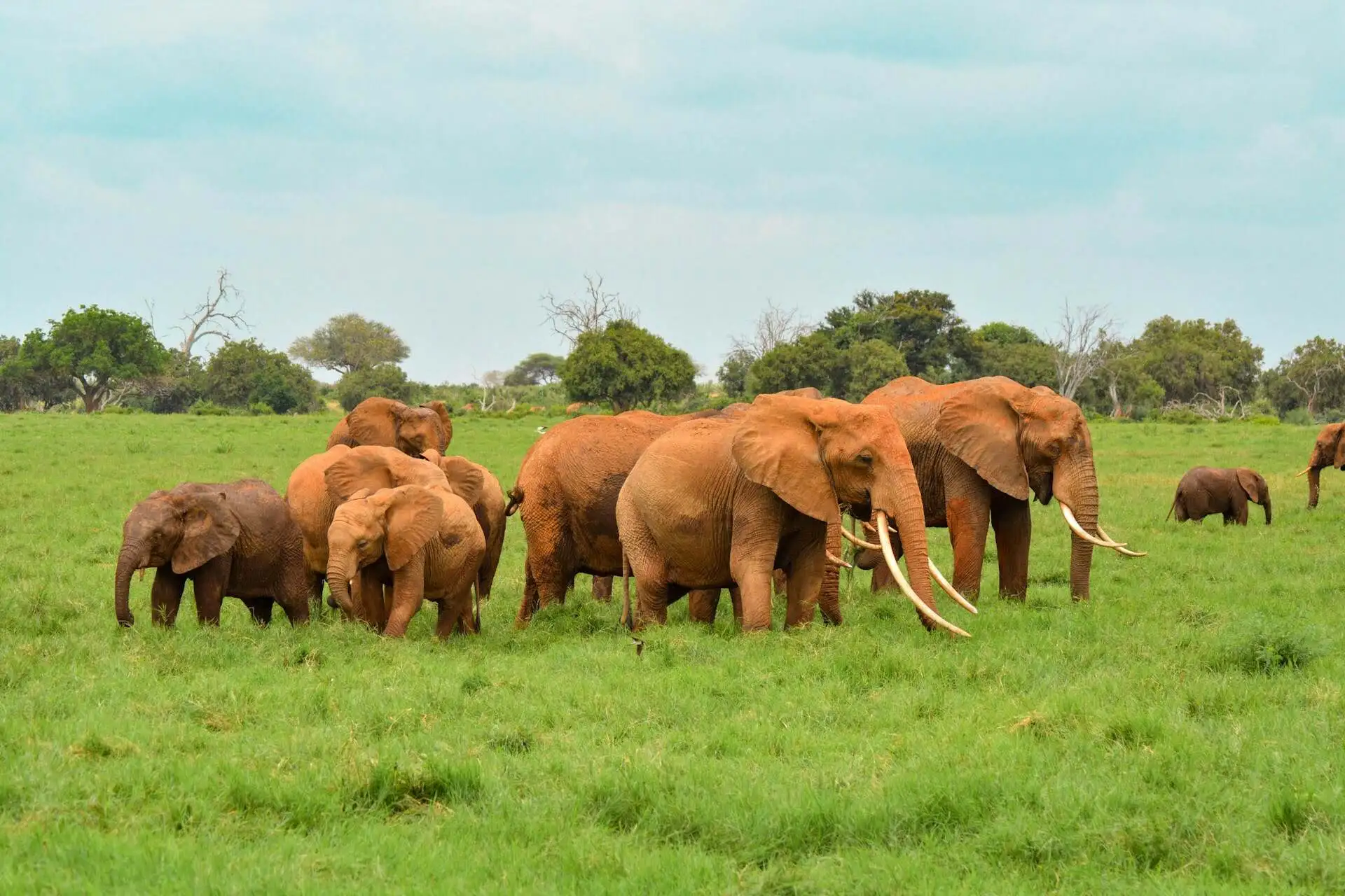 Tsavo NAtional park Tsavo NAtional park