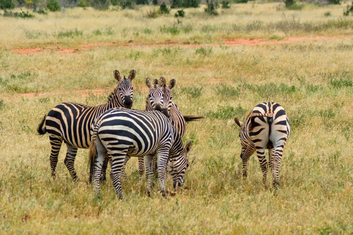 Herd of Zebra in Tsavo Best time to visit tsavo national park