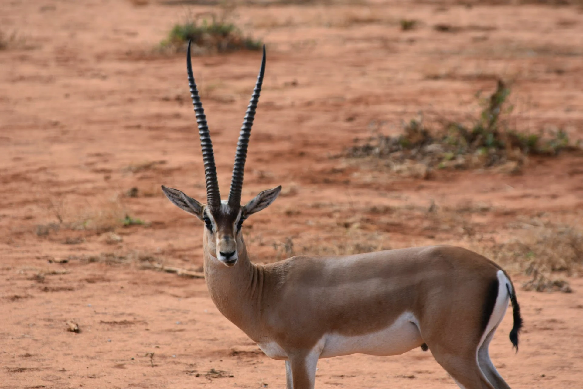 Antilope in Tsavo Antilope in Tsavo