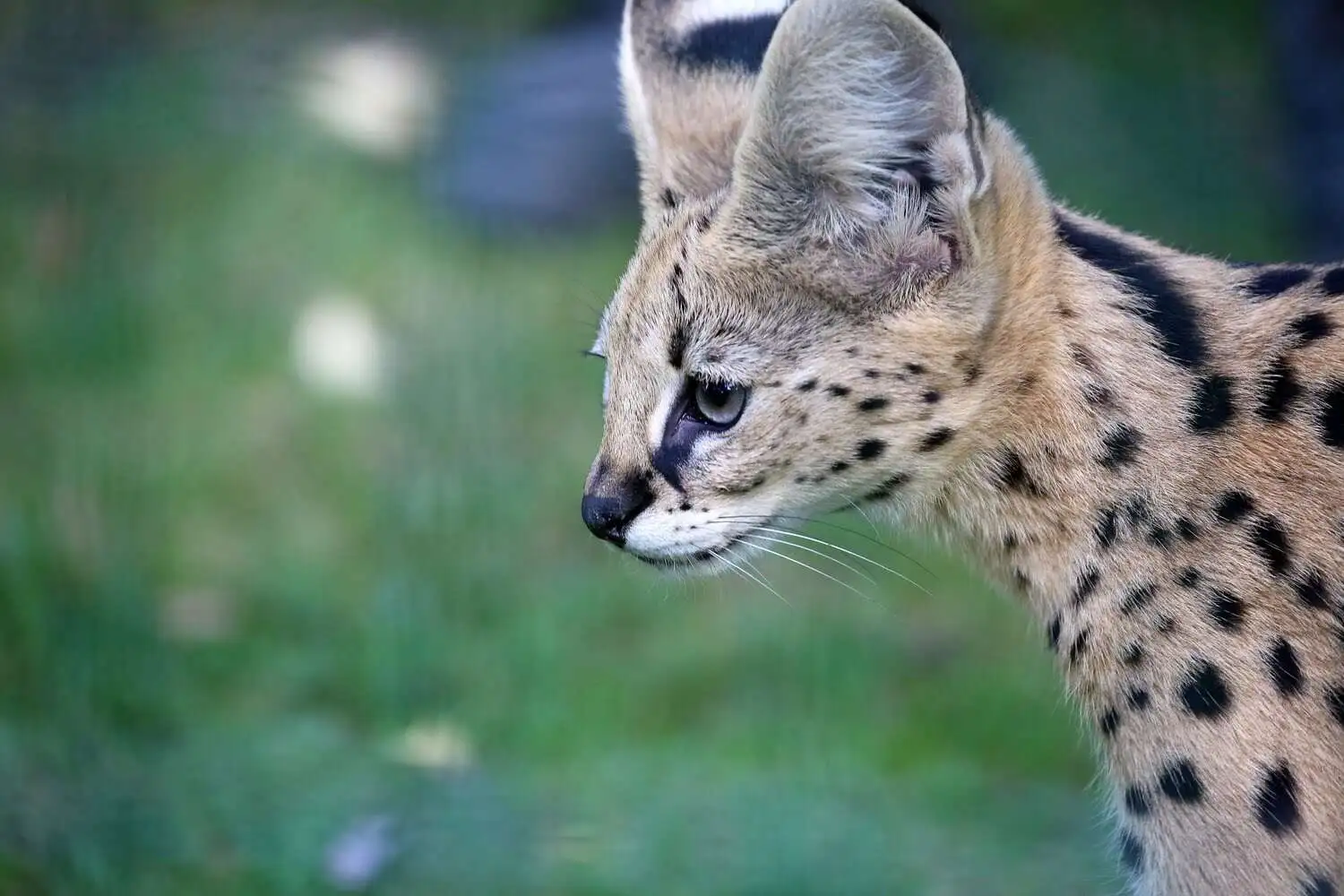 Serval Cat in Wild