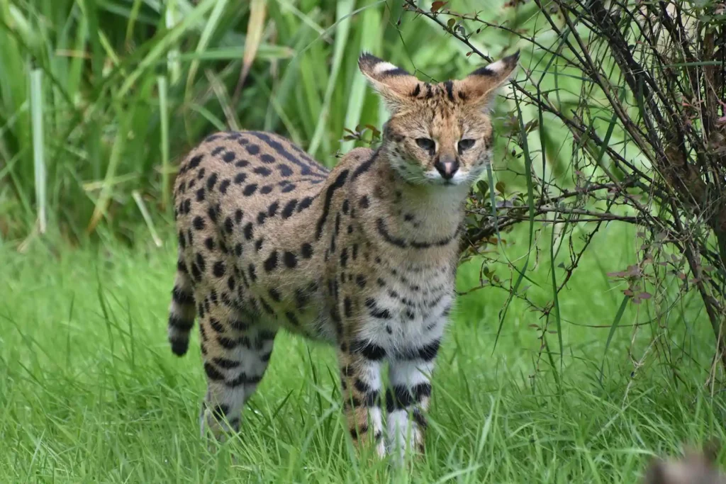 Serval Cat