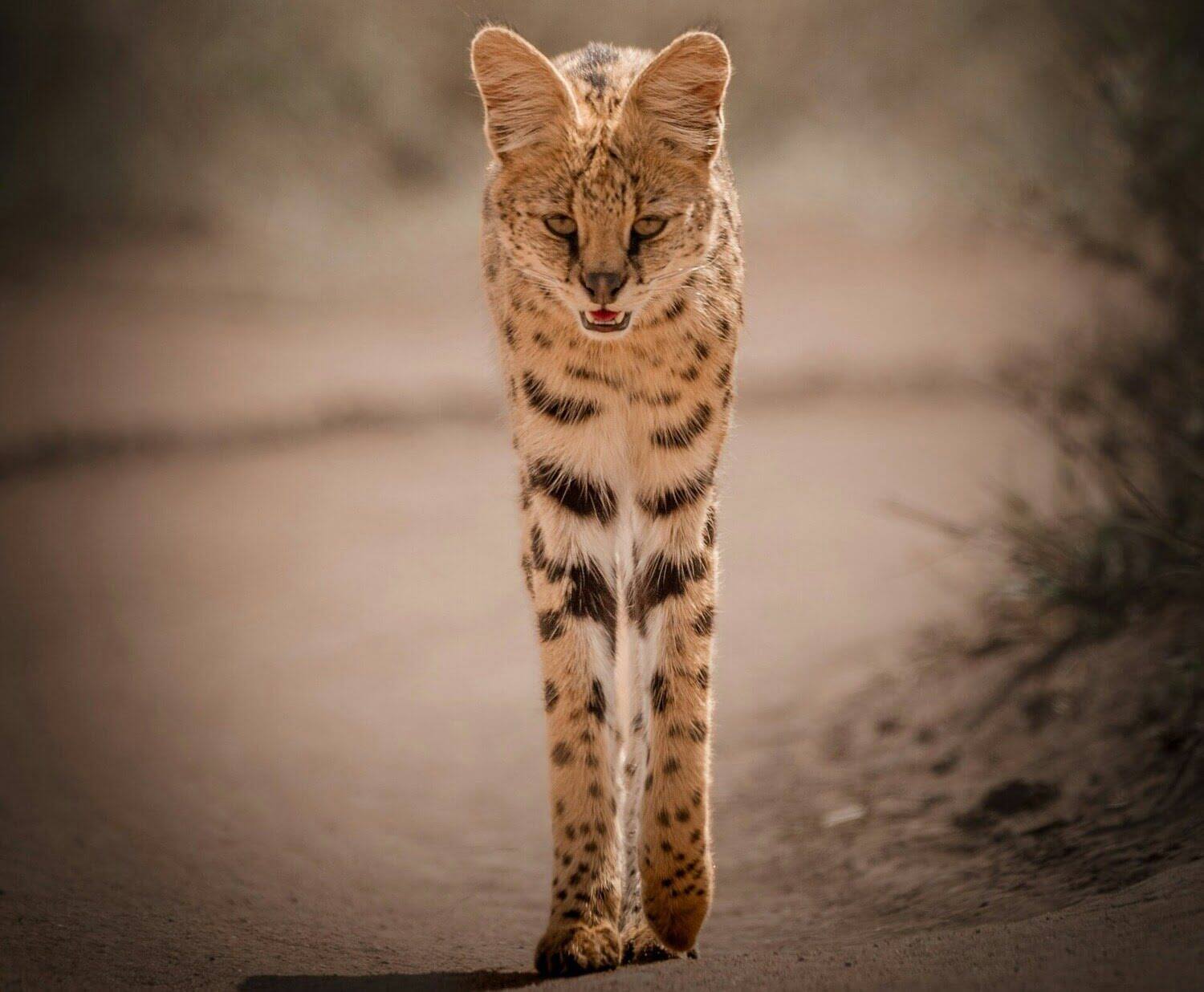 Serval cat standing in wild