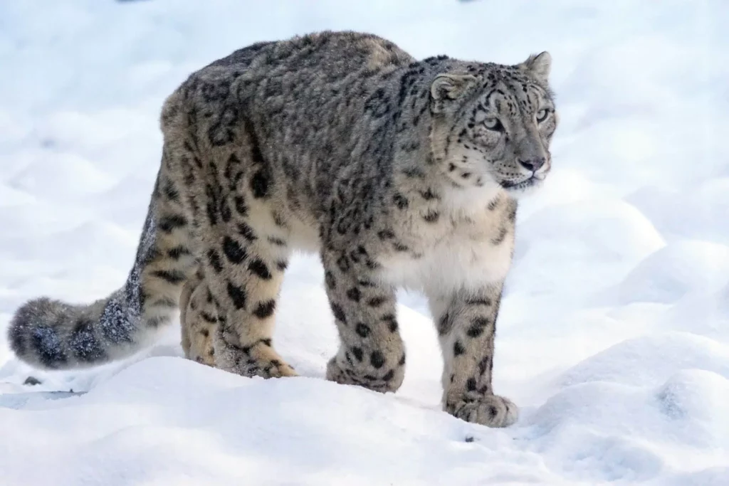 Snow Leopard Expedition india Snow Leopard Expedition india