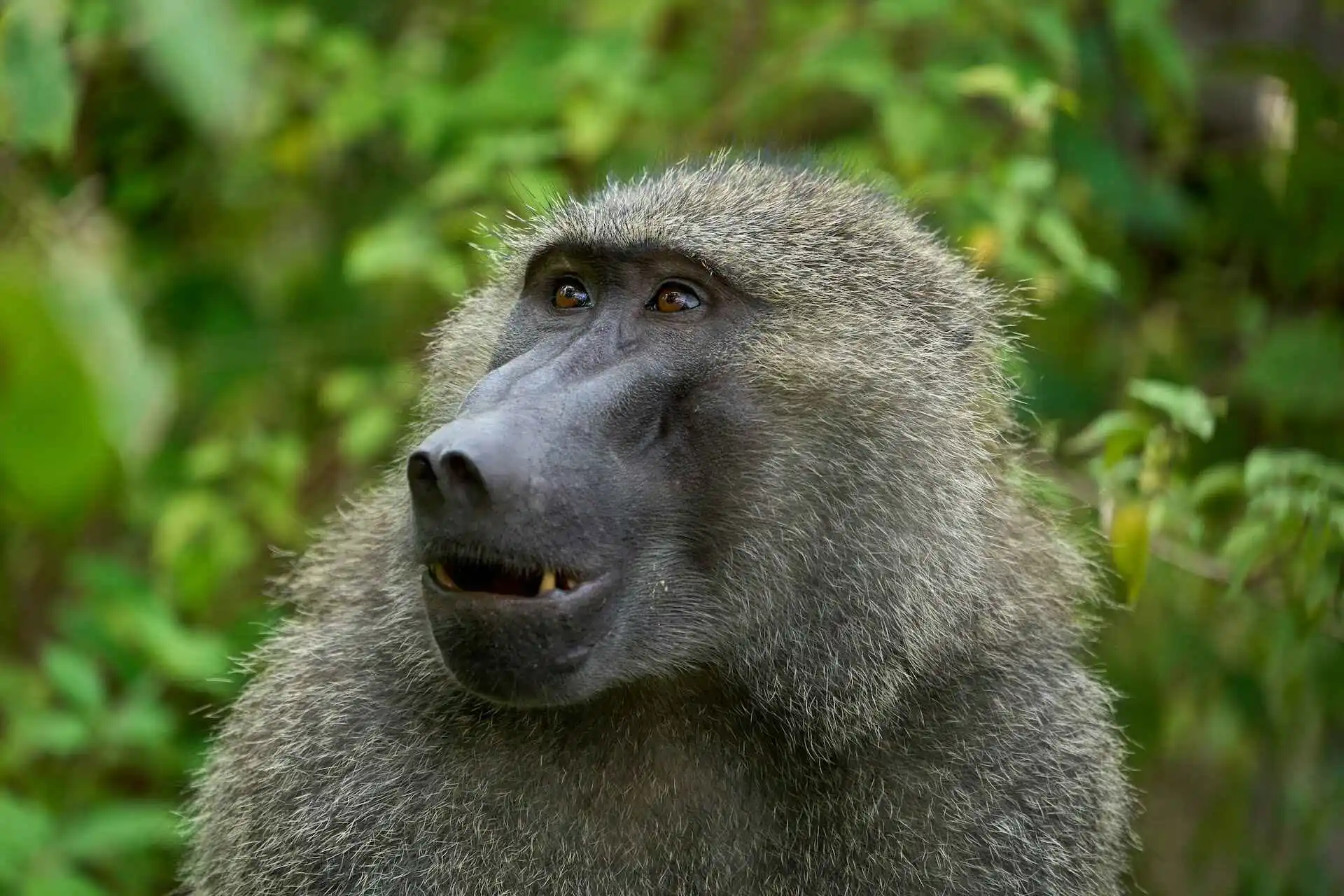lake manyara safari tour