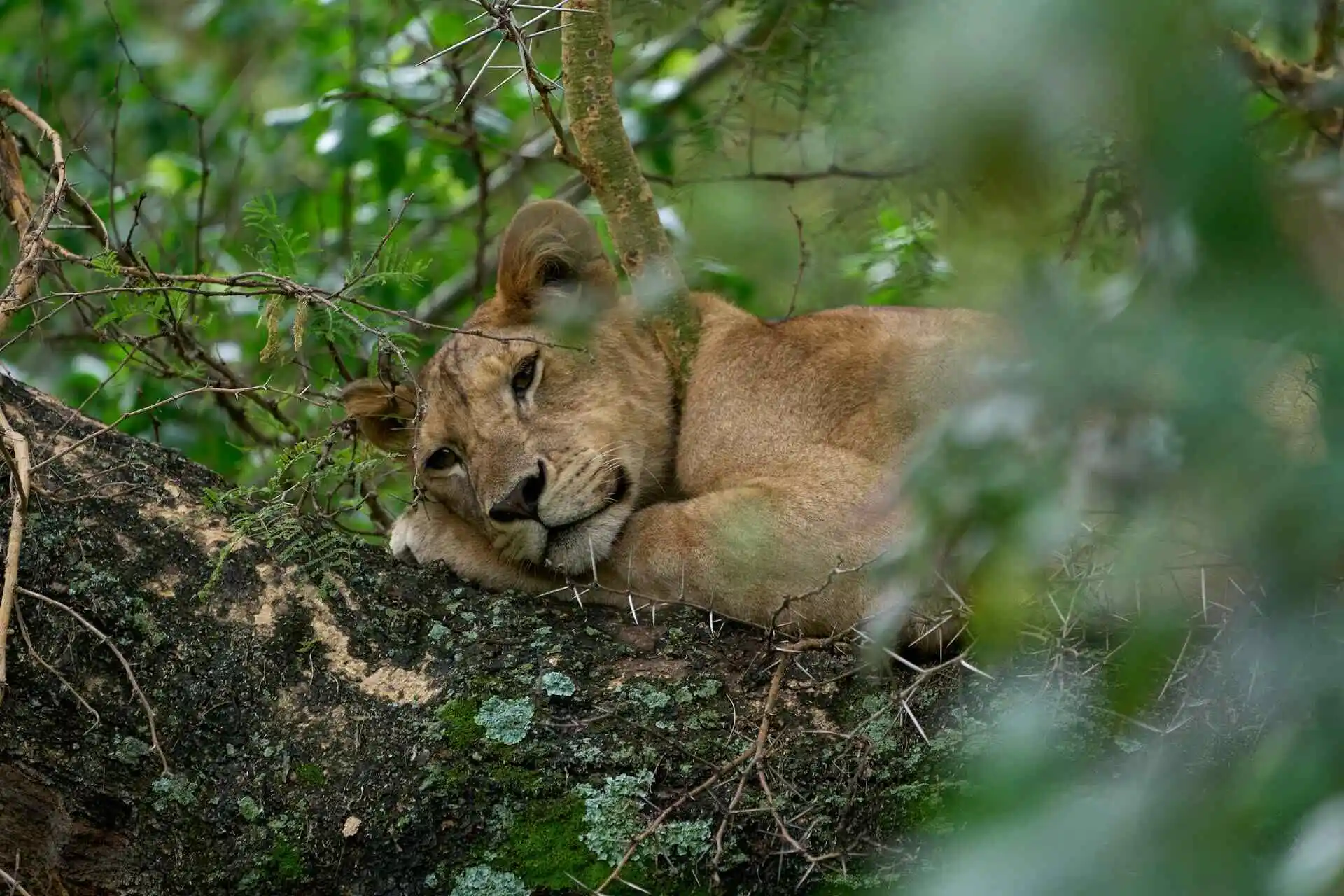 Lion Sleeping on tree Lion Sleeping on tree