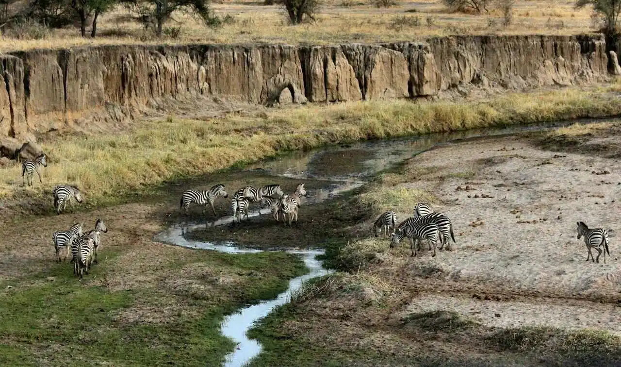 herd of zebra in cliff herd of zebra in cliff