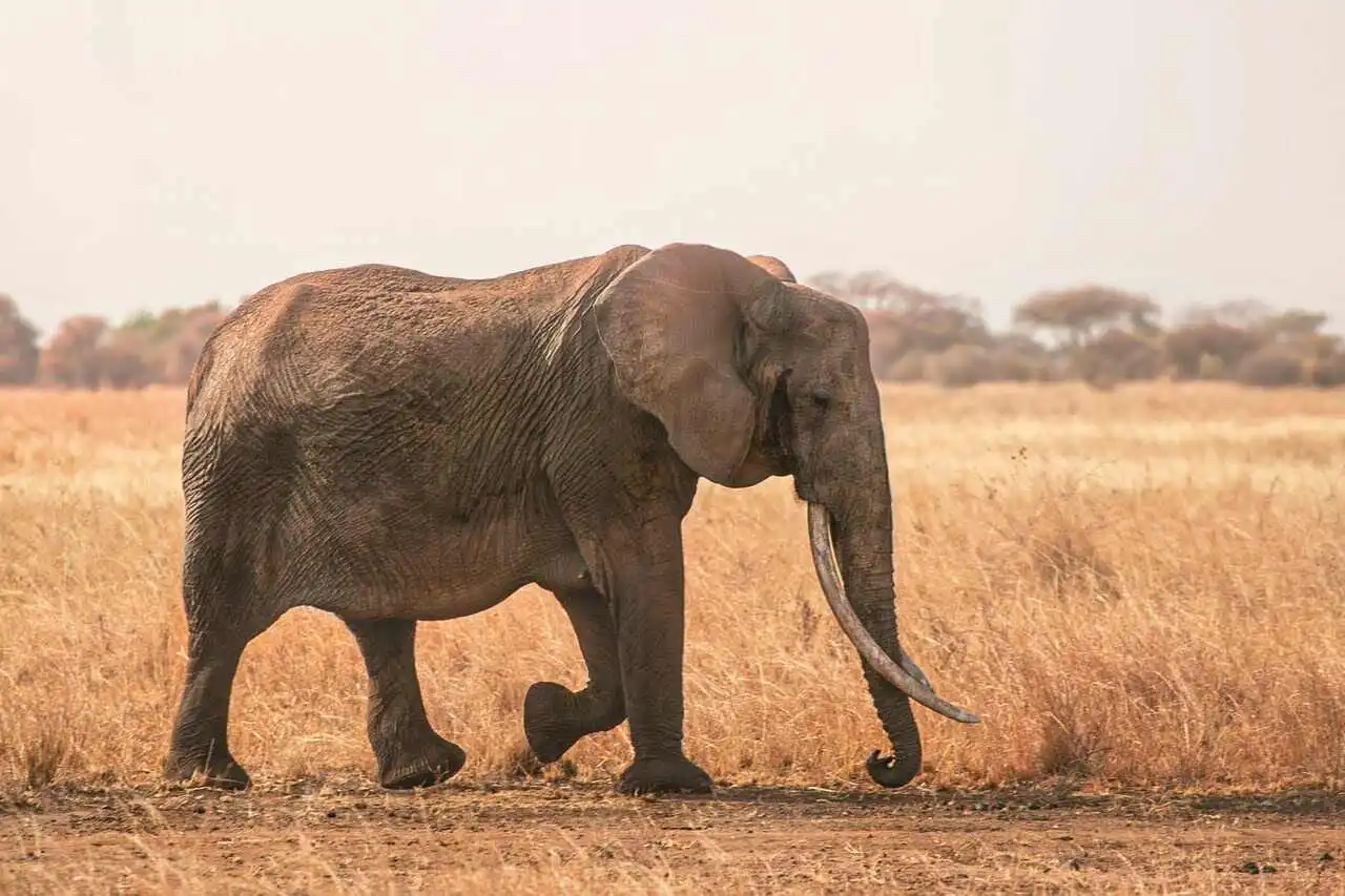 Elephant in tarangire Elephant in tarangire