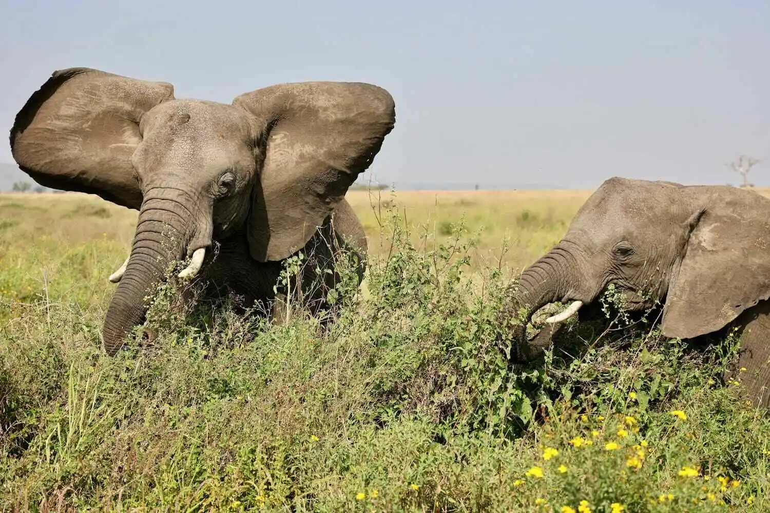African Bush Elephants in Tarangire National Park About the tarangire national park