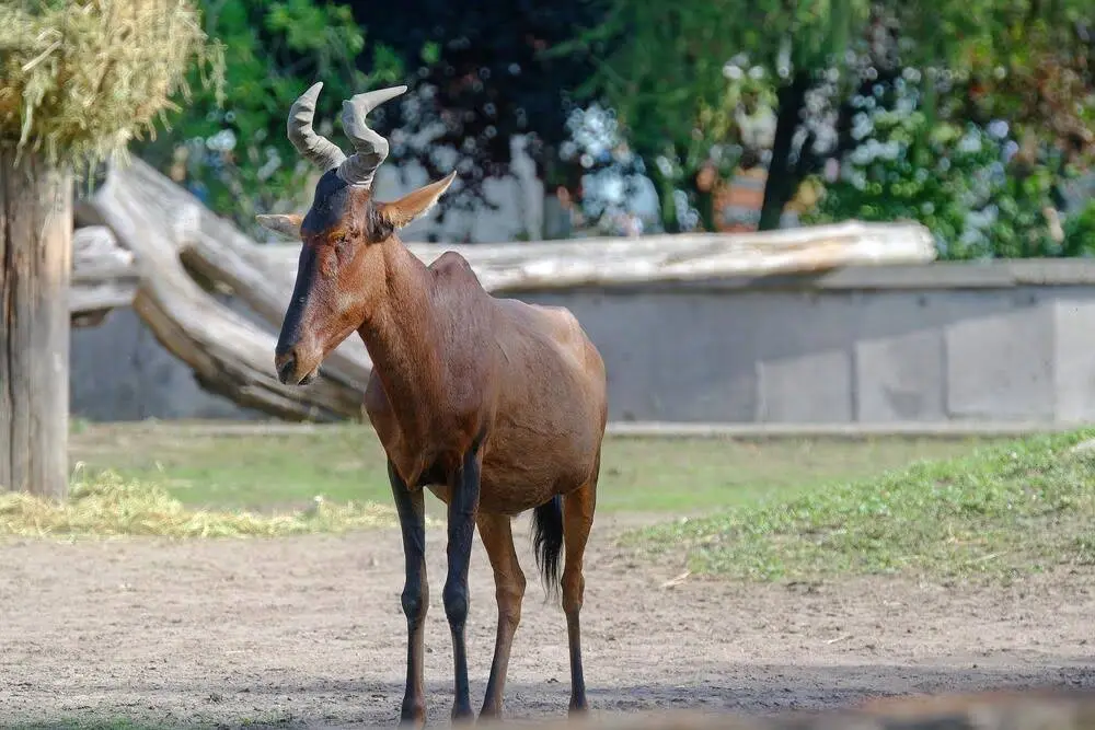Red Hartebeest Red Hartebeest