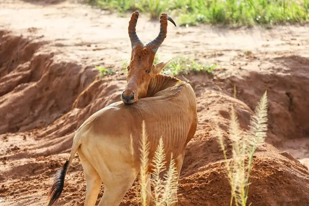 lelwel Hartebeest lelwel Hartebeest