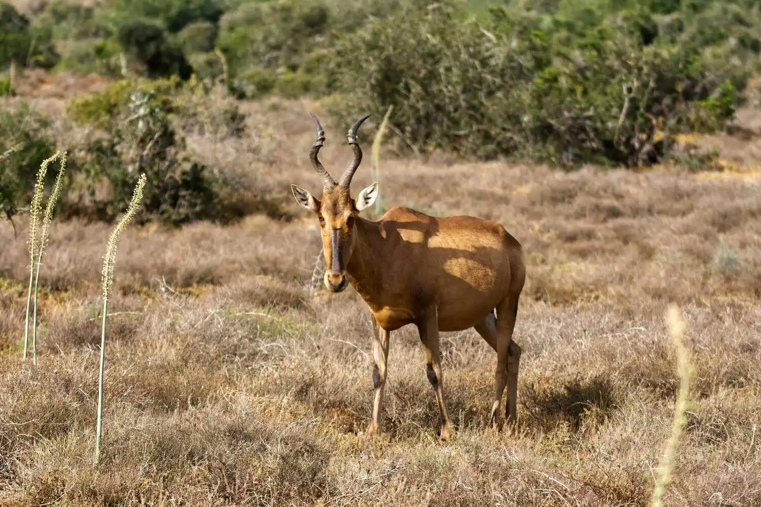 Historical importance of hartebeest Historical importance of hartebeest