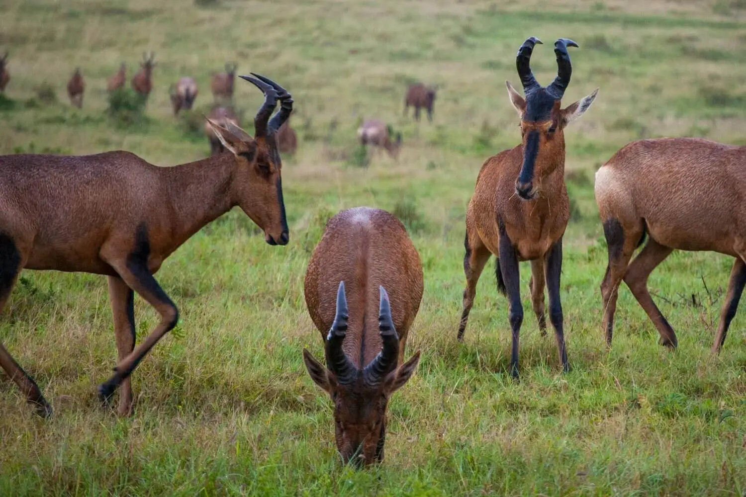 A herd of hartebeest grazing on an open African savanna A herd of hartebeest grazing on an open African savanna