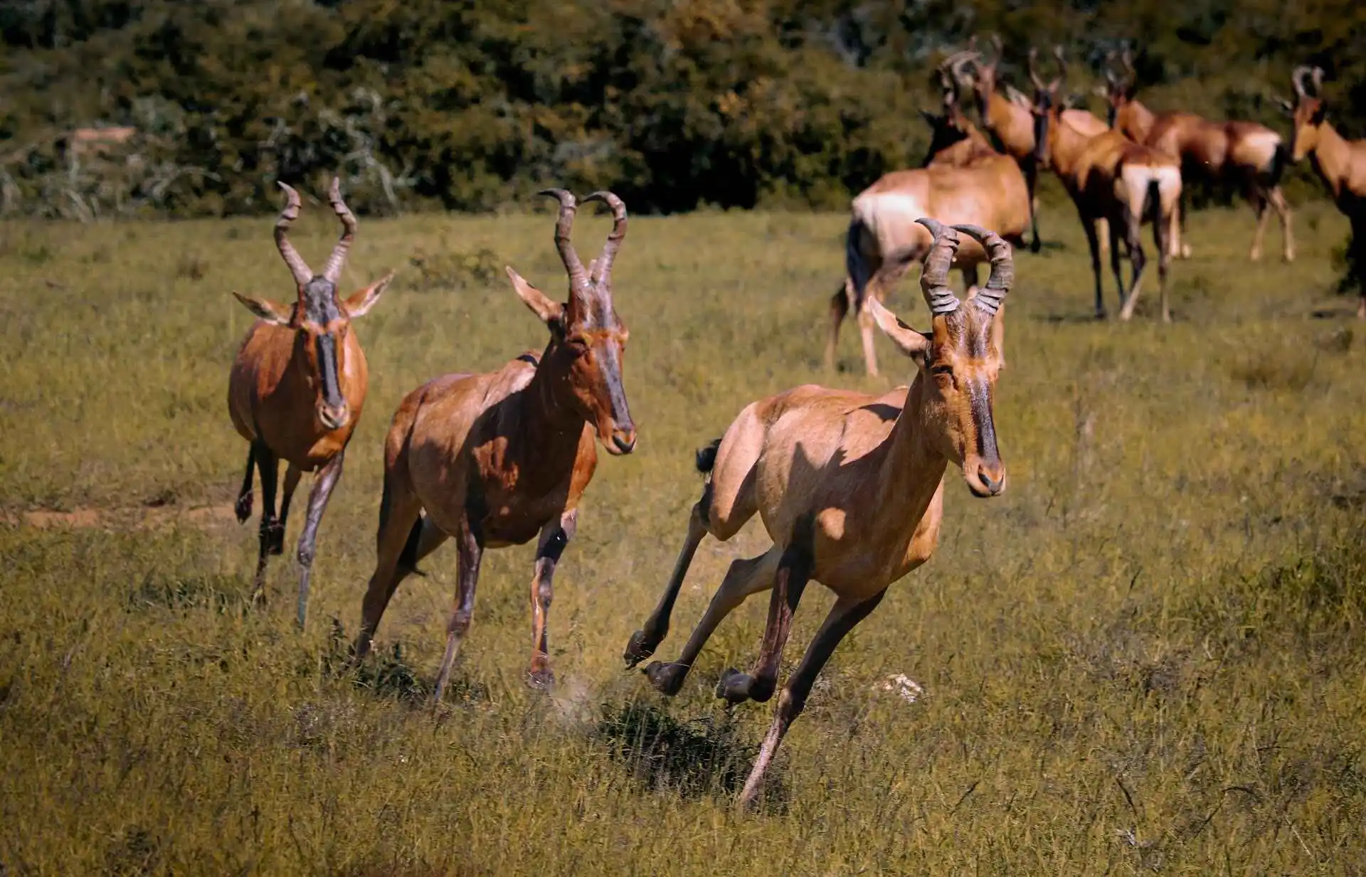 Hartebeest