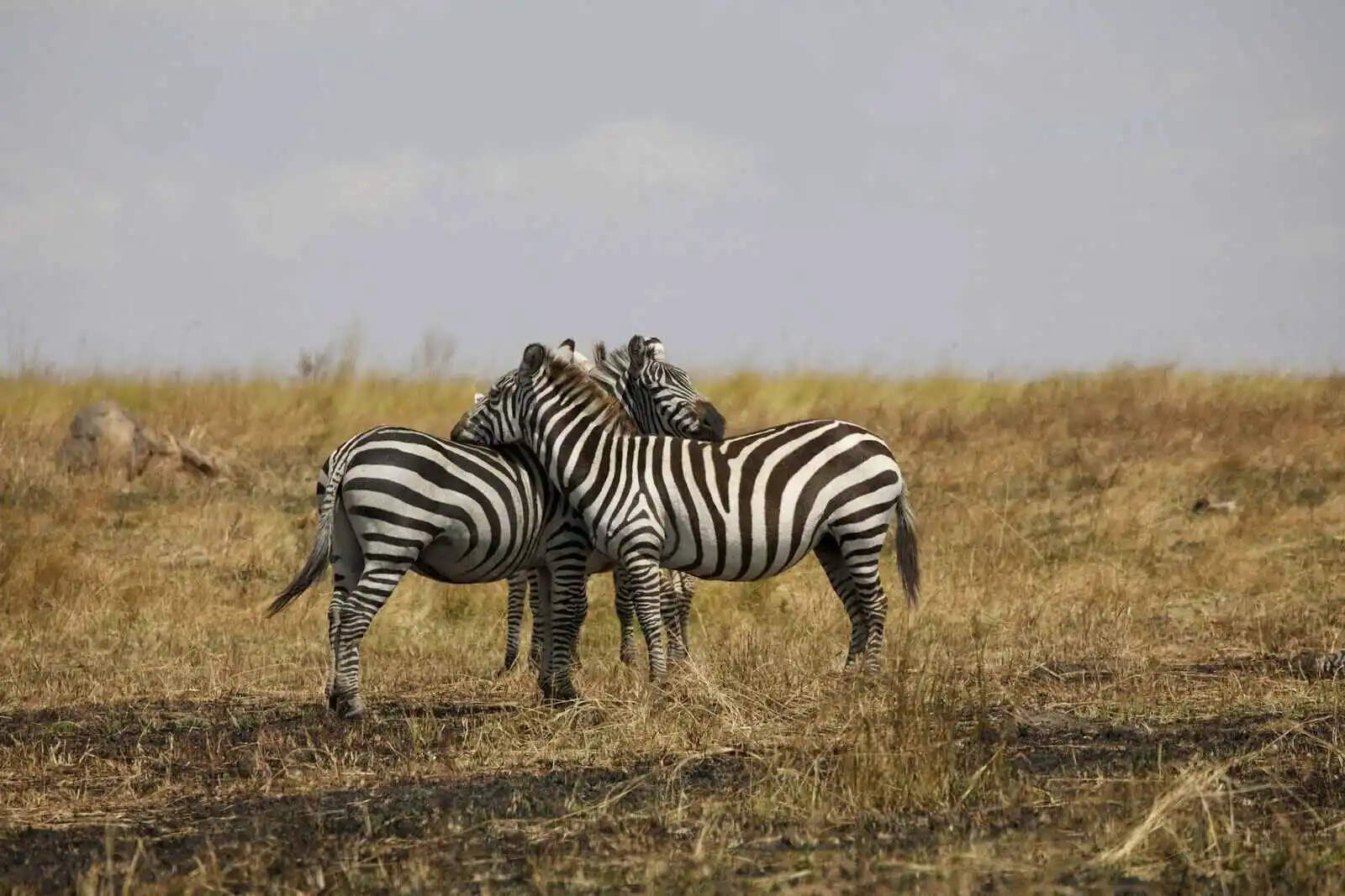Zebra couple in Serengeti