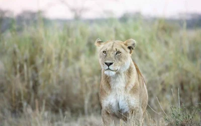 Must Know Tips for your first african safari