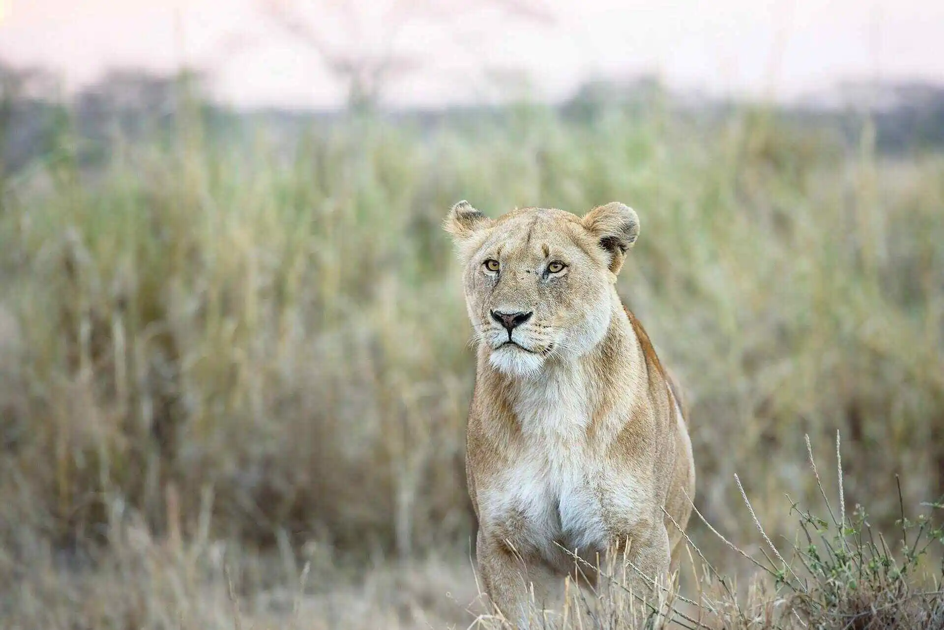 Lion in Serengeti Savanna