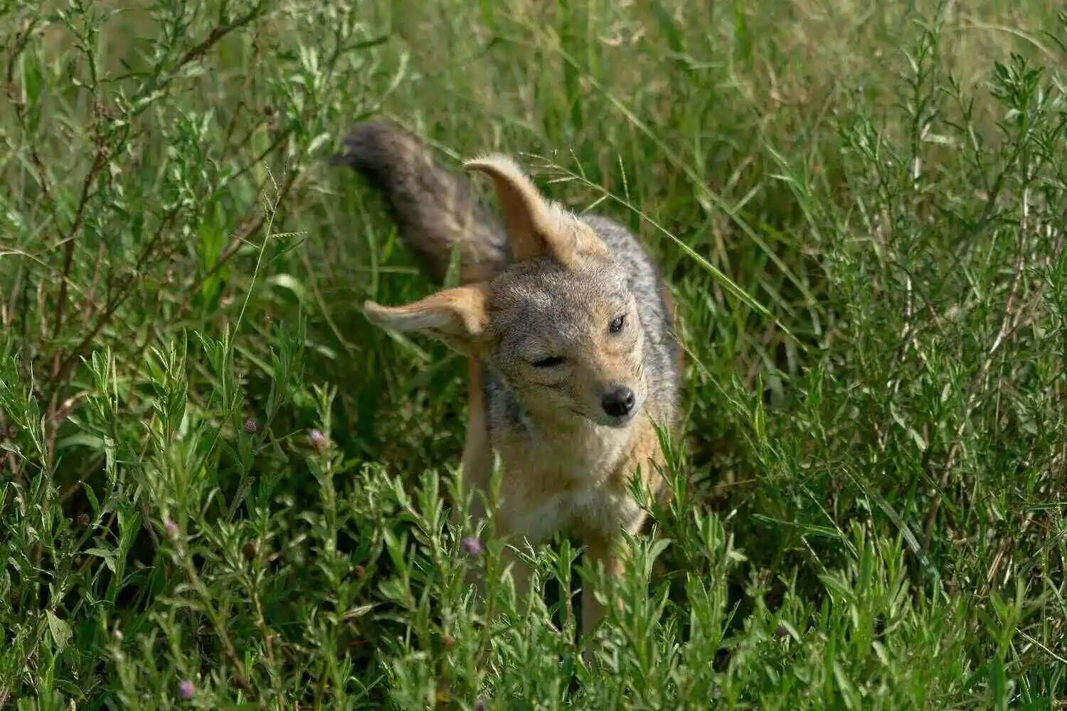 Jackal in Serengeti Jackal in Serengeti
