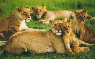 Lion Prides of Masai Mara