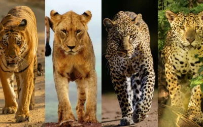 Tiger vs. Lion vs. Jaguar vs. Leopard