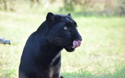 Black Leopards in Africa – Rare Shadows of the Savanna
