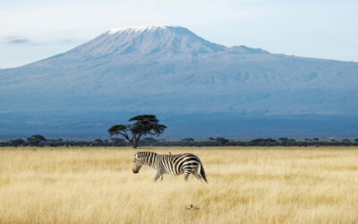 Complete Guide to Safaris for Teenagers in Africa