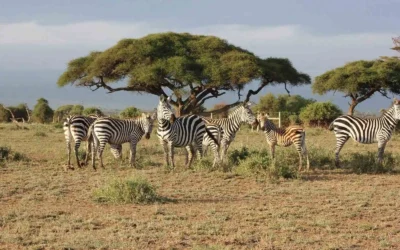 How to Plan Your Masai Mara Safari from India?