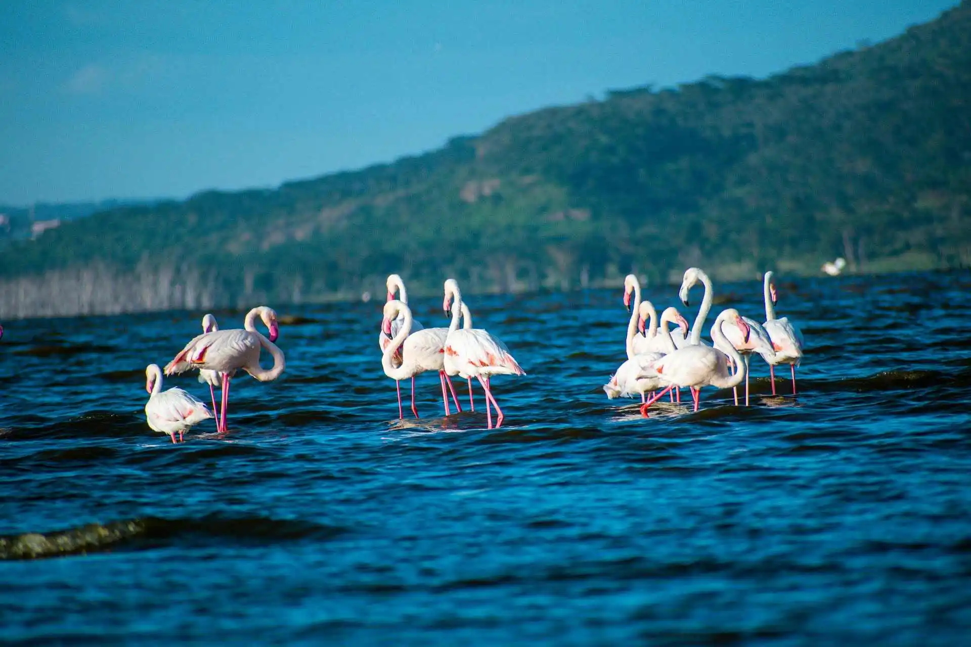 Lake Nakuru Flamingos on water Lake Nakuru Flamingos on water