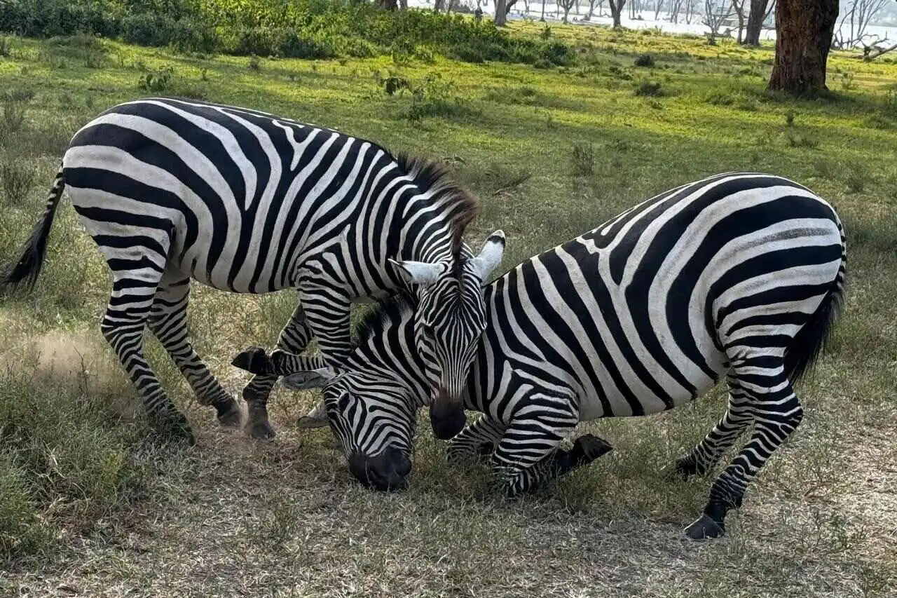Lake Naivasha zebra fighting