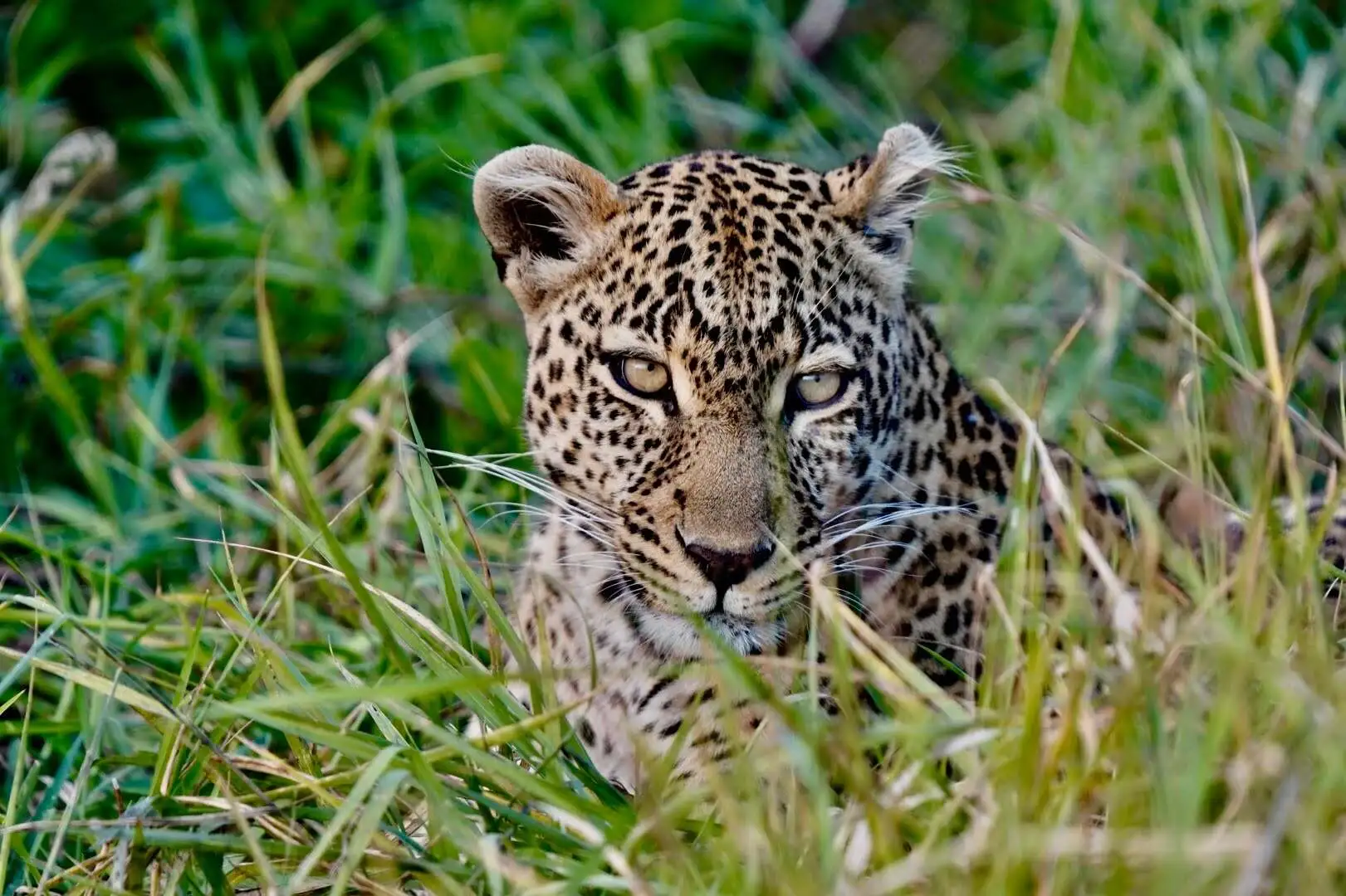 Leopard in Masai Mara Leopard in Masai Mara