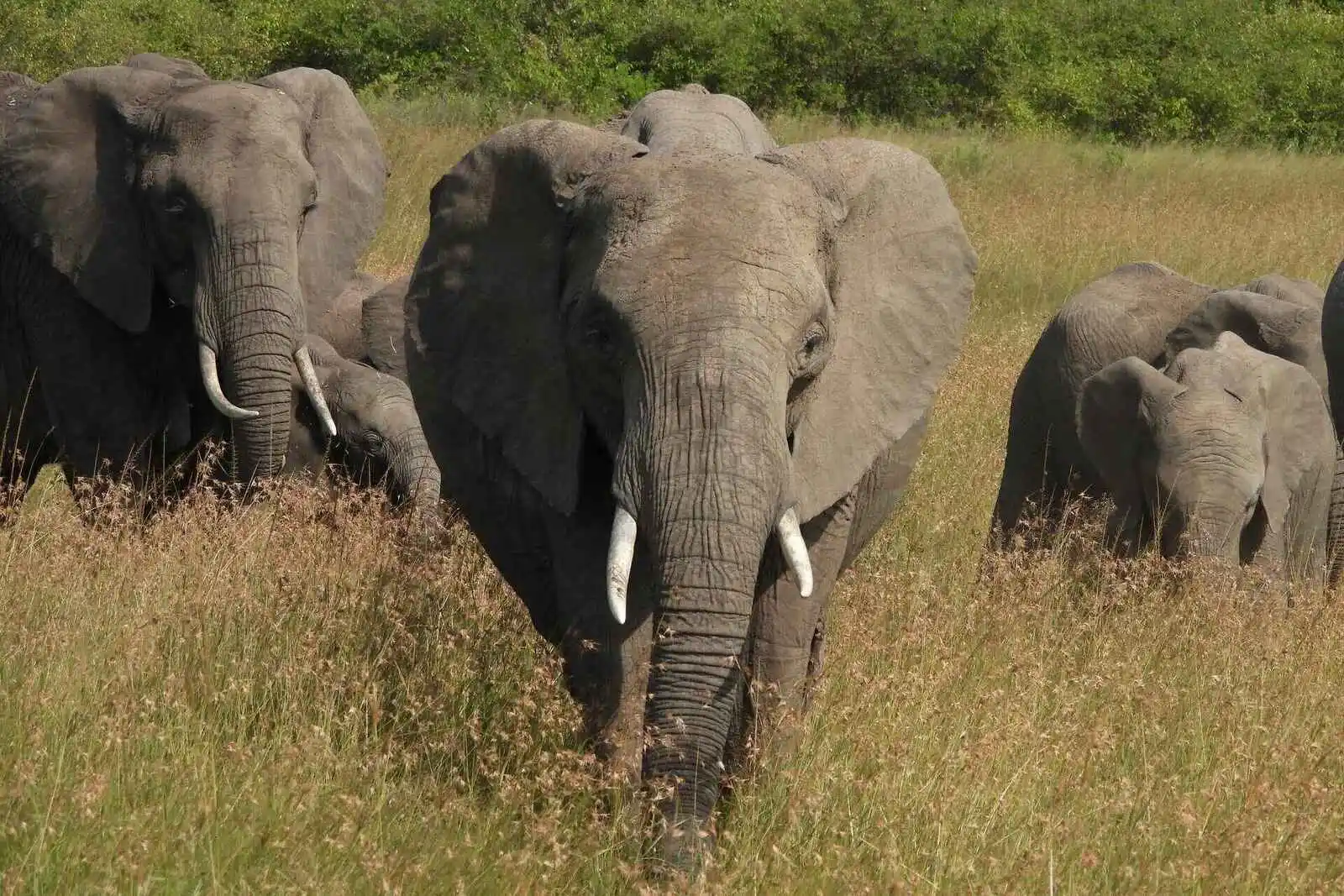 Herd of Elephant in Amboseli