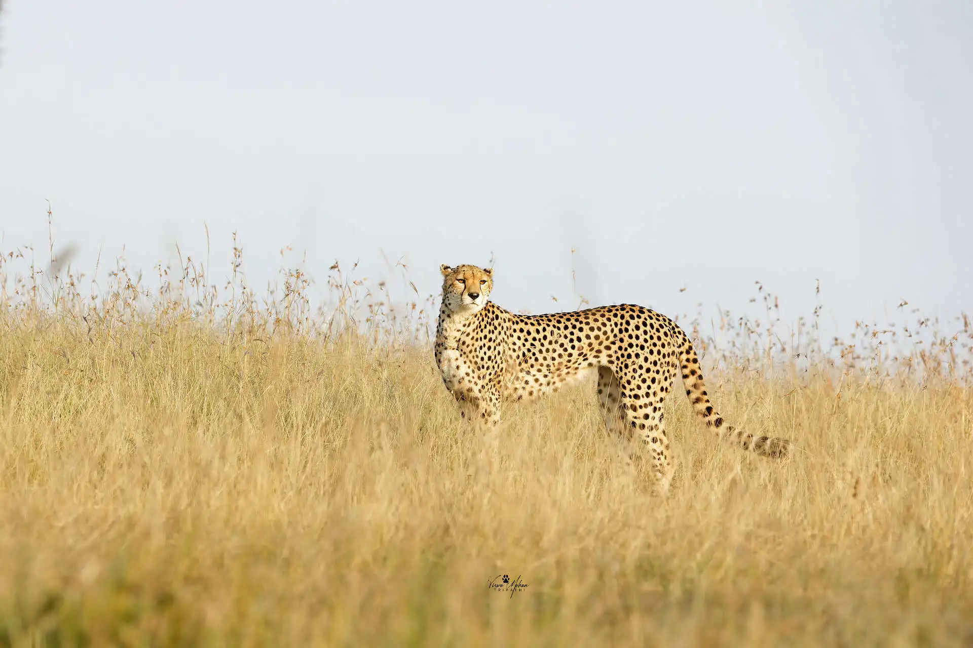 Cheetah in amboseli