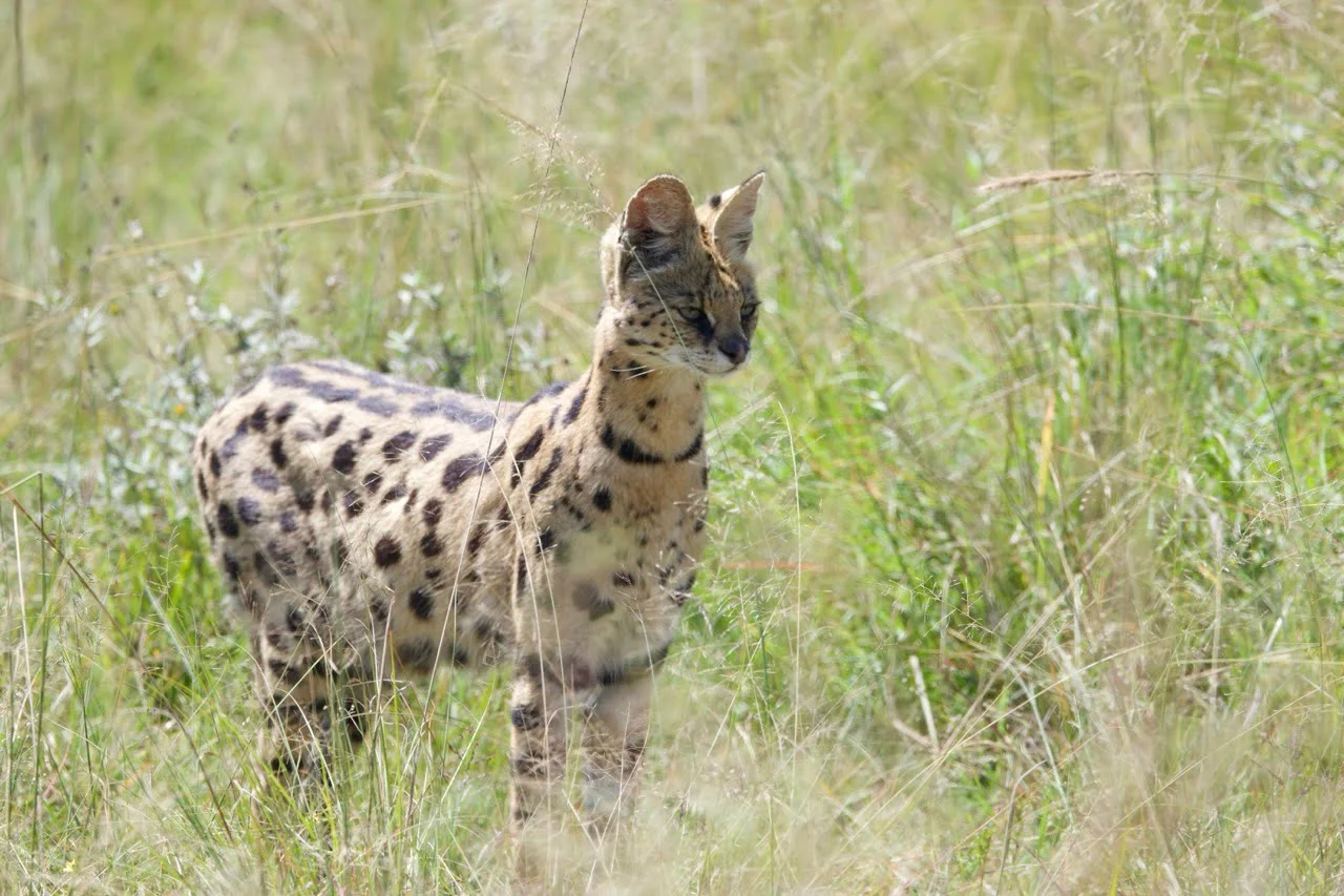 Serval Cat in Masai Mara Serval Cat in Masai Mara