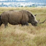 Rhinoceros in Masai Mara