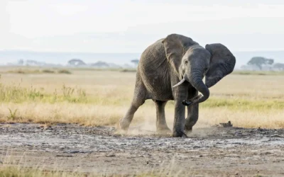 Top 5 National Parks in Africa for Teenagers
