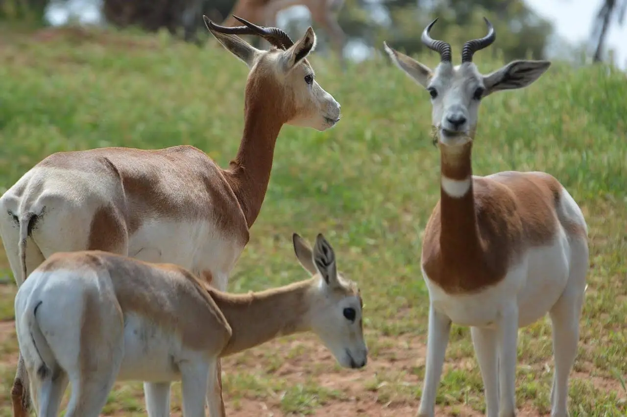 dama-gazelle dama-gazelle