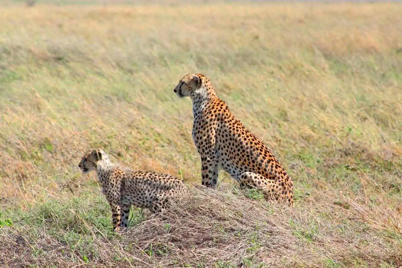 african-cheetah african-cheetah