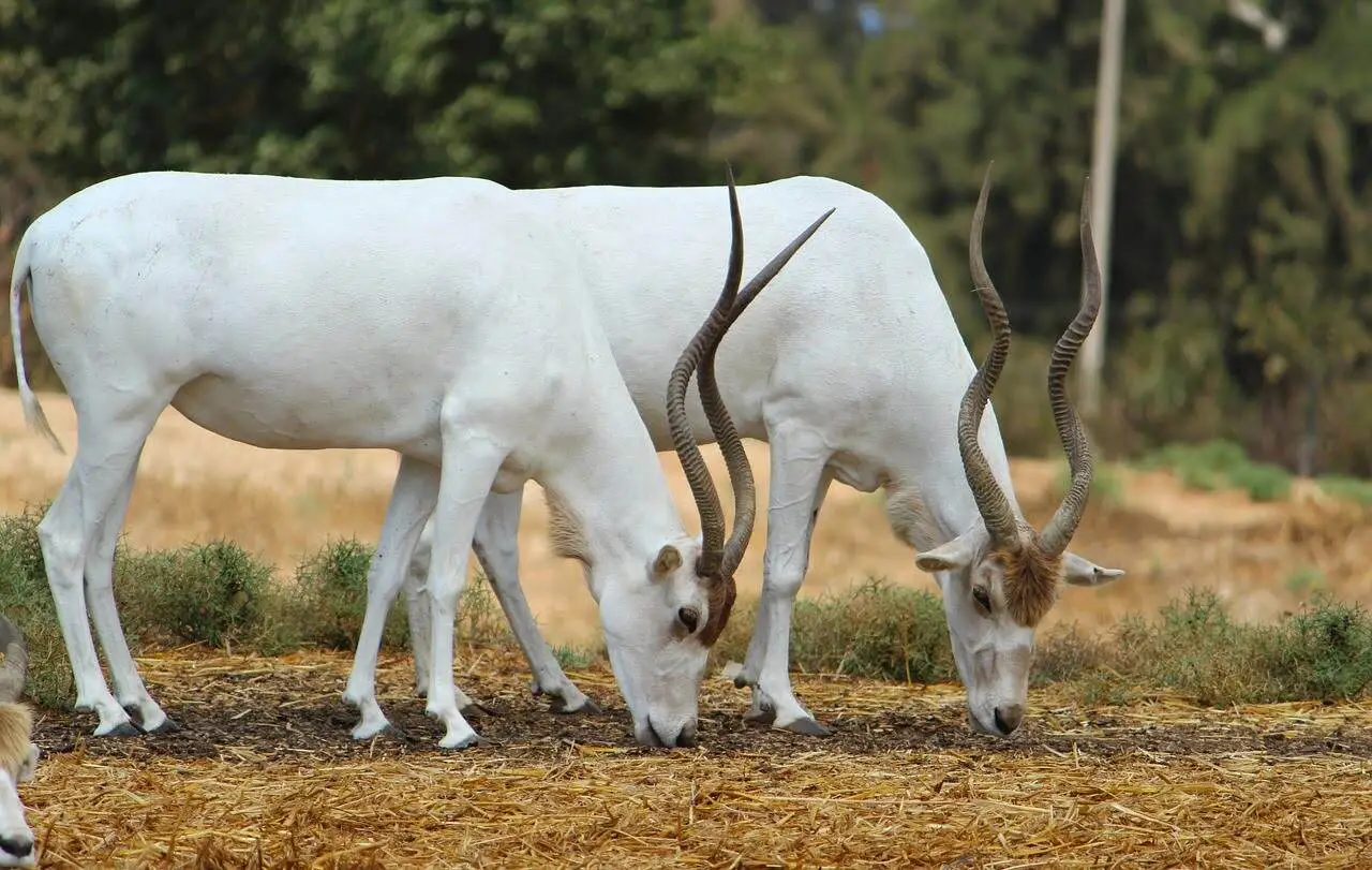 addax addax