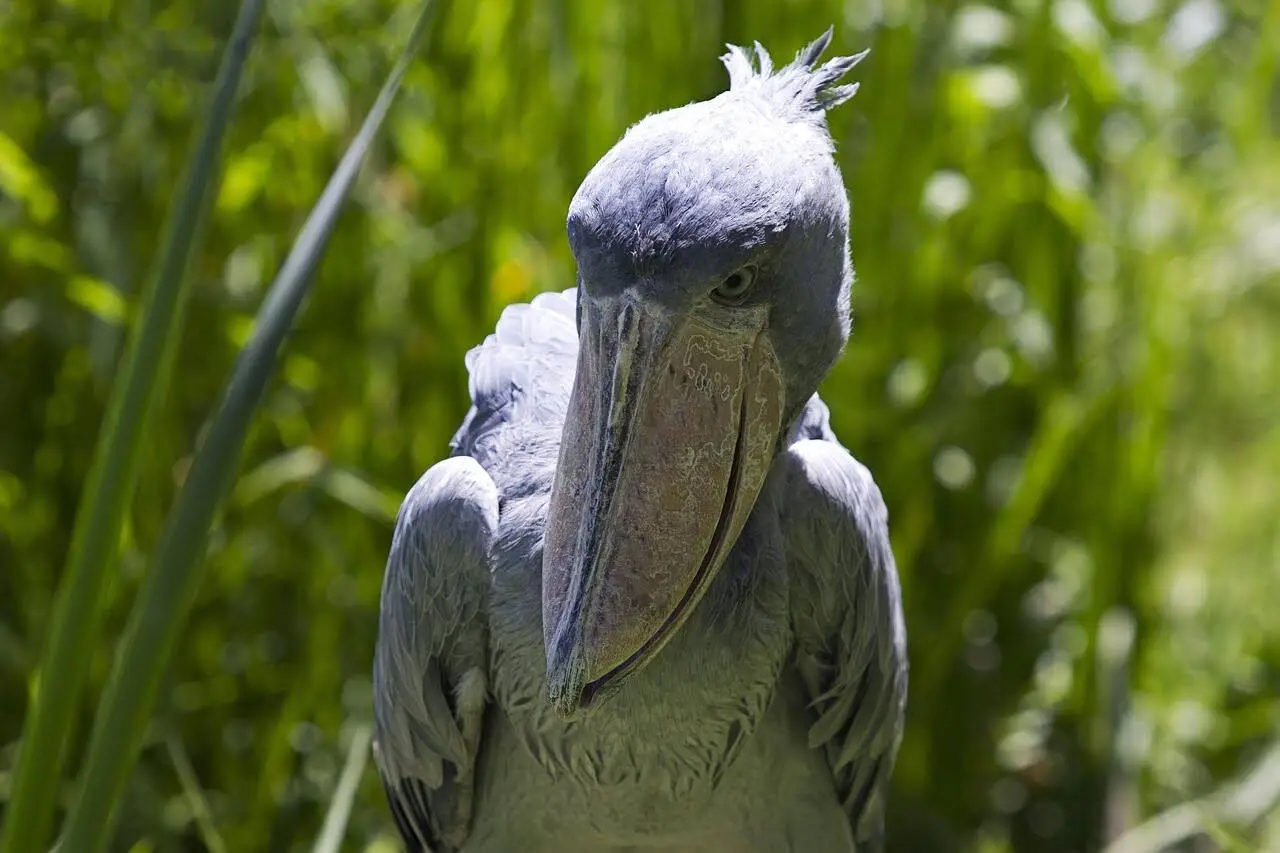 shoebill-stork shoebill-stork