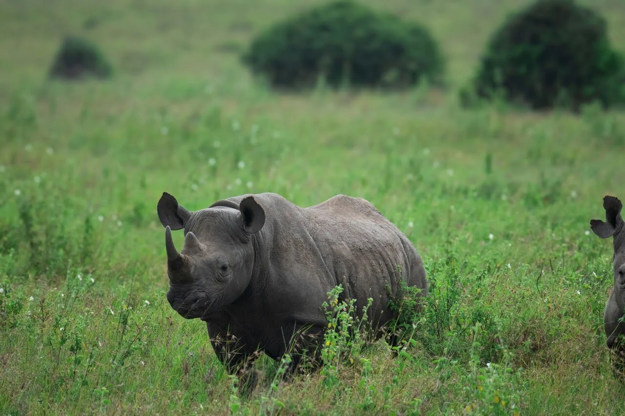 black-rhino black-rhino