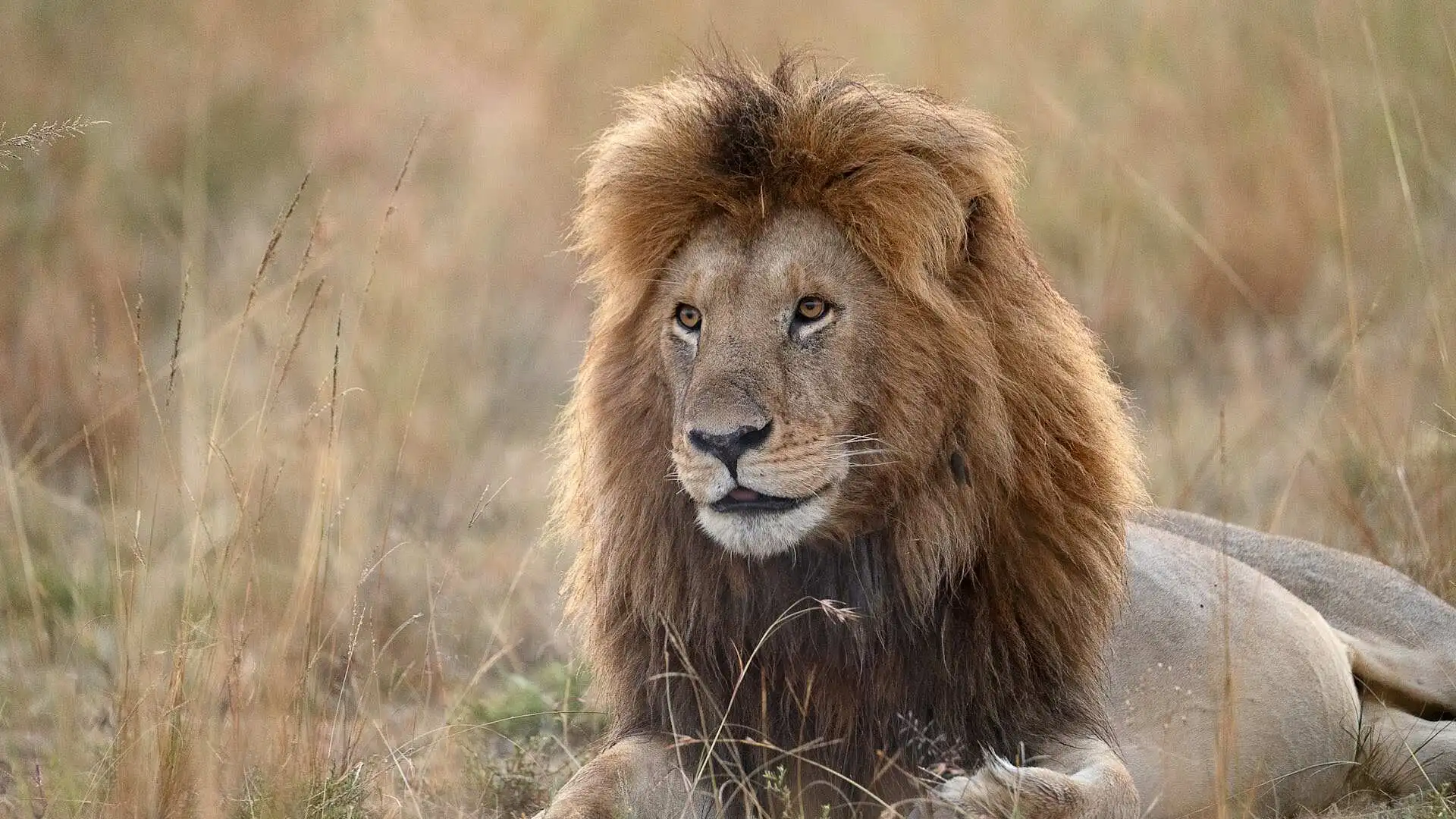 the-masai-mara-lion the-masai-mara-lion