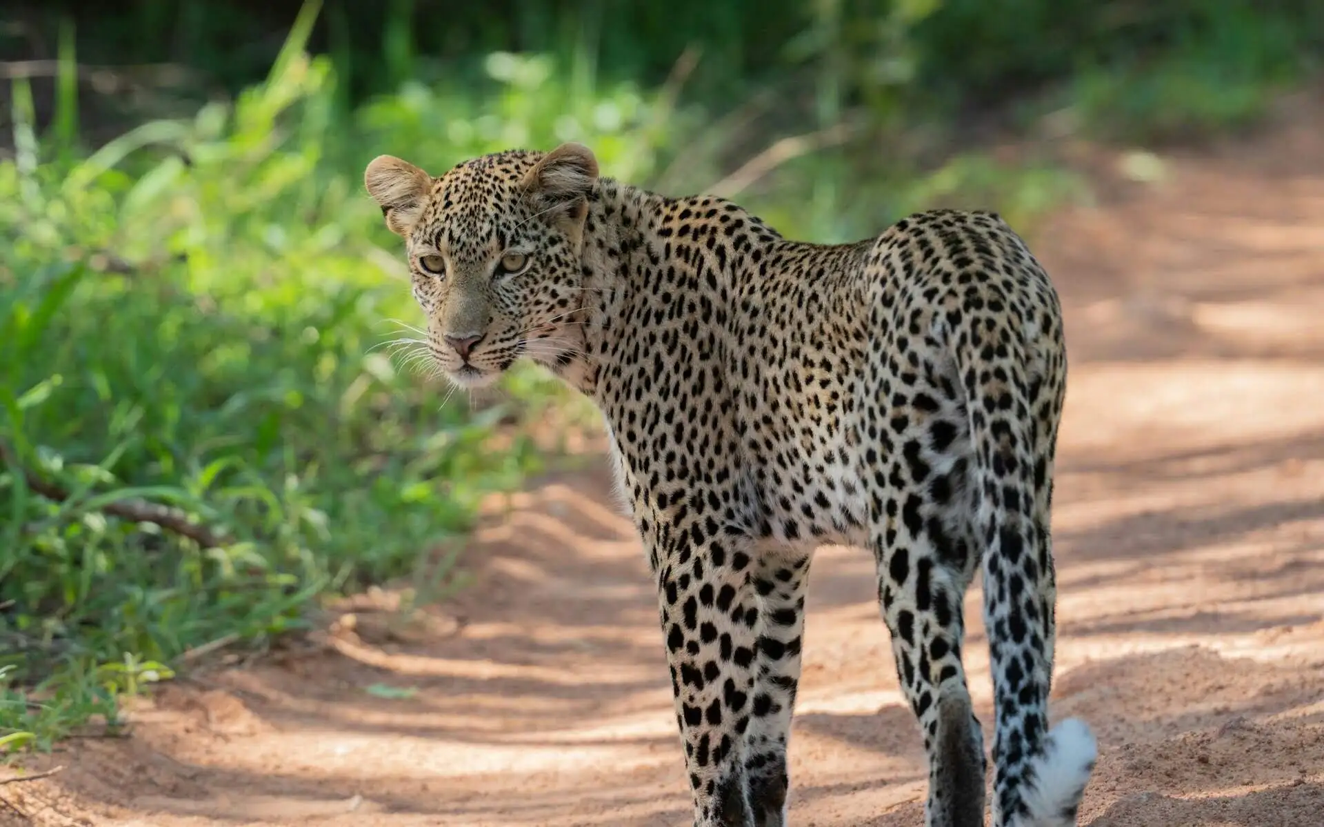 Ruaha National Park Ruaha National Park