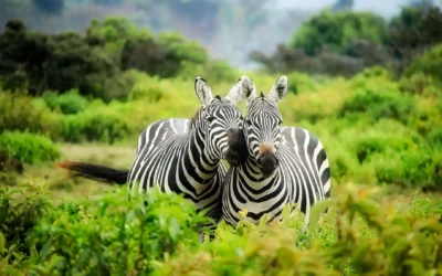 Top 5 Reasons to go on African Safari in Green Season