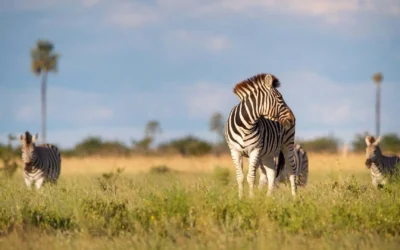 5 Smart Safari Booking Tips for Your African Adventure