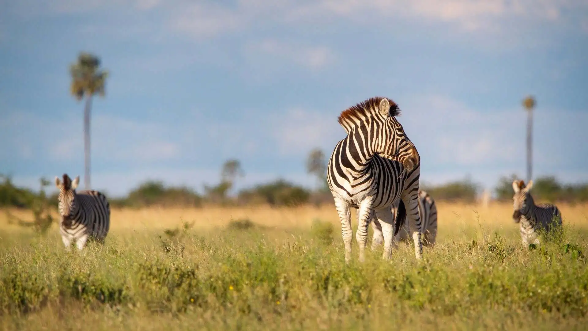 booking-tips-africa