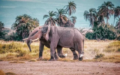 Kenya vs Tanzania: Which is the Best Safari Destination?
